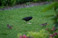 IMG_2696