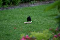 IMG_2701