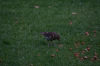 IMG_2727
