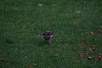 IMG_2729