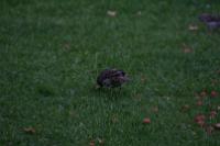 IMG_2730