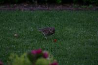 IMG_2736
