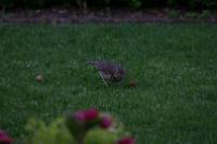 IMG_2737