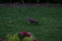 IMG_2738