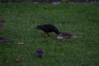 IMG_2741