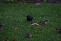IMG_2744
