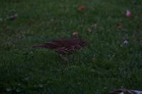 IMG_2746