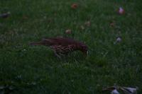 IMG_2747