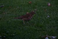 IMG_2749