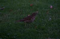 IMG_2750