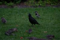 IMG_2752