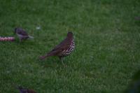 IMG_2756
