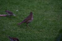 IMG_2758