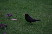 IMG_2767