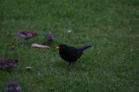 IMG_2768