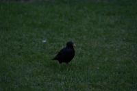 IMG_2794