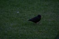 IMG_2796