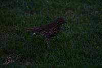 IMG_2797