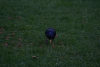 IMG_2806