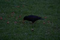 IMG_2808