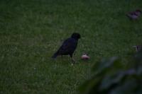 IMG_2816