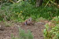 IMG_3263