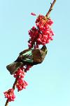 Say no more about the colours of the Tui.