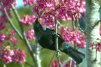It's Spring time in the Gardens. This Tui is feasting on the Cherry tree flowers.