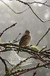 Sparrow
