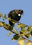 Tui(1)