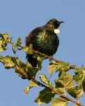 Tui(3)