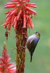 waxeye(2)