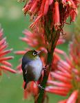 waxeye(3)