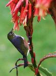 waxeye(4)