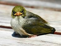 Baby waxeye