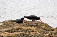 Variable Oyster Catcher.