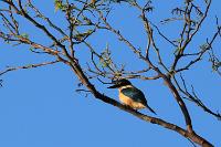 Kingfisher