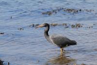 Reefheron