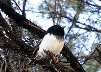 Male tomtit