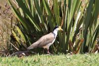 Spur-winged Plover