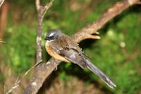 fantail