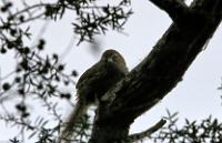 Fernbird (3)