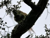 Fernbird (2)