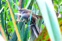 Fernbird