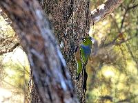 Silvereye
