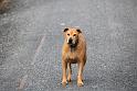 Our lovely dog Sandy but a bit slow walking along the cycle trail.