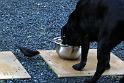Black Bird picking the crums from Bas our dog.
