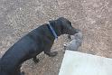 Bas brings home the bacon :-)
He will not eat the possum. He will just kill it and bring it home.
