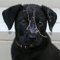 Cobwebs
