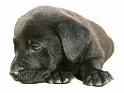 Puppy Bas.